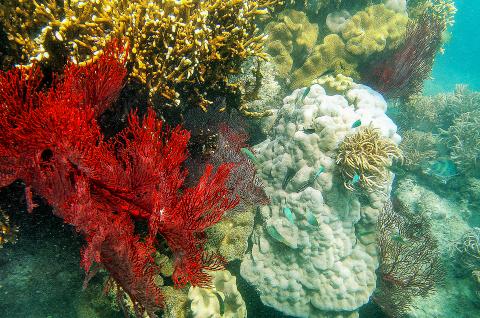 Plongée vers les gorgones rouge de l'Océan Pacifique