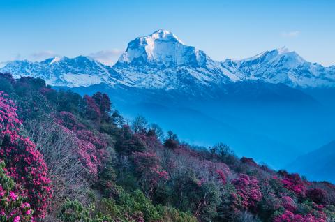 Le Dhaulagiri à 8160 m et le Tukuche peak depuis Poon Hill au Népal Le Dhaulagiri à 8160 m et le Tukuche peak depuis Poon Hill au Népal