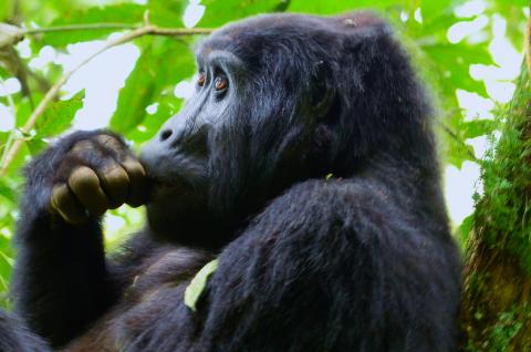 Voyage et gorille perché dans la forêt de Bwindi