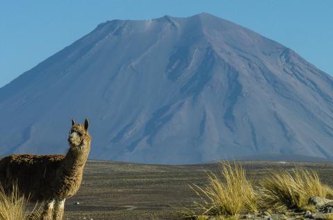 Des lamas et alpagas devant le volcan Ampato des lamas et alpagas au Pérou