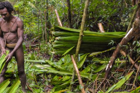 Trekking vers la collecte de feuilles de palme avec nos hôtes Korowai