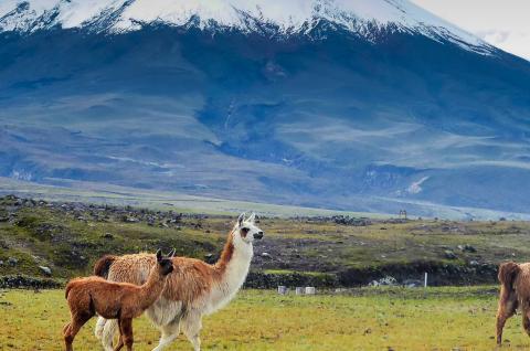 Cotopaxi vu de Lasso dans les Andes en Équateur