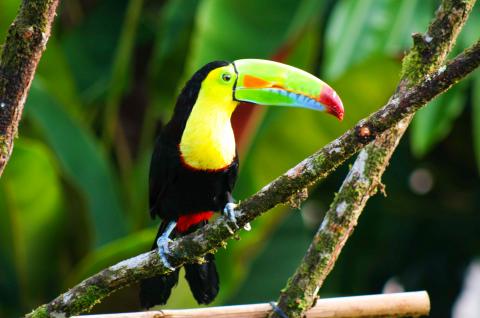 Observation des toucans au Costa Rica