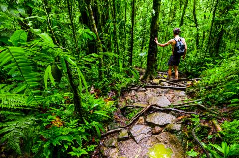 Forêt tropicale en Guadeloupe Randonnée monts caraibes en Guadeloupe