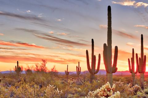 Cactus dans le désert aux États-Unis Randonnées dans les déserts de cactus aux États-Unis