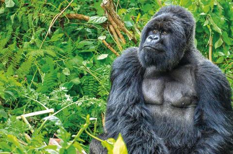 Trek et gorille en Ouganda