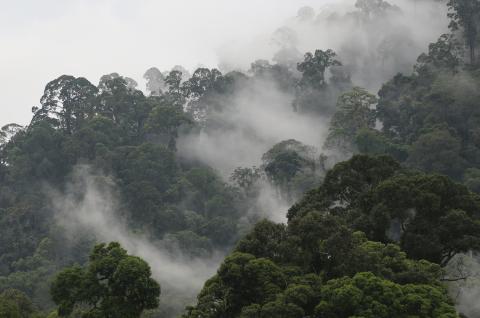 Voyage d'aventure dans la forêt primaire au Sarawak oriental