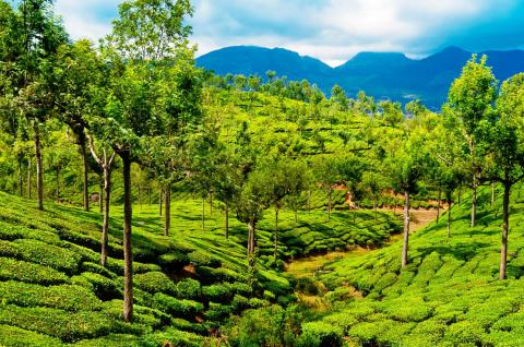 Trekking à travers des plantations de thé au Kerala