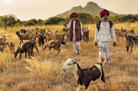 Trekking avec des bergers Rabari et leur troupeau dans la région de Jawai