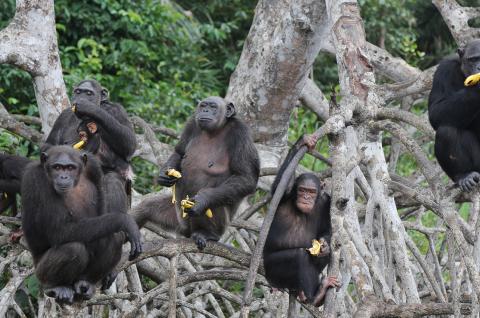 Groupe de chimpanzés dans les arbres sur le programme Help au Congo