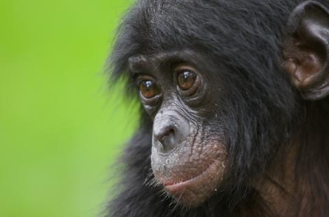 Jeune bonobo en République Démocratique du Congo