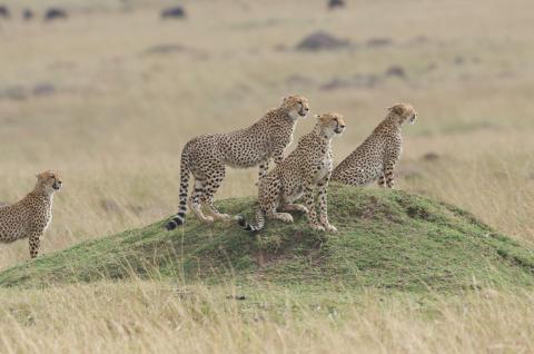 Guépards (Acinonyx jubatus) à l'affût dans la réserve du Masai Mara au Kenya