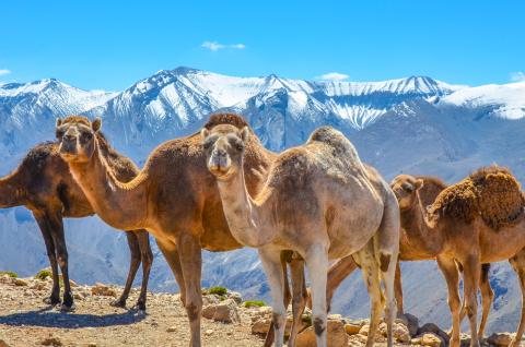 Trek avec des chameaux en altitude dans le Haut-Atlas