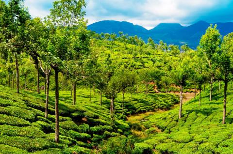 Trekking à travers des plantations de thé au Kerala