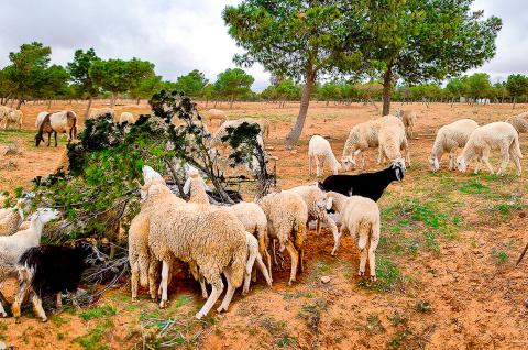 Berger berbère en Algérie Rencontre avec un berger berbère en Algérie