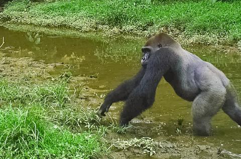 Gorilles les pieds dans l'eau au Gabon Avec les gorilles au Gabon
