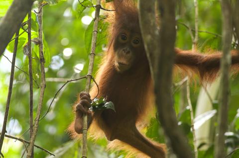 Randonnée à la rencontre de bébé orang outan à Bornéo