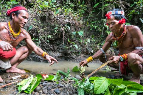 Randonnée avec des chamans mentawaï en forêt sur Siberut
