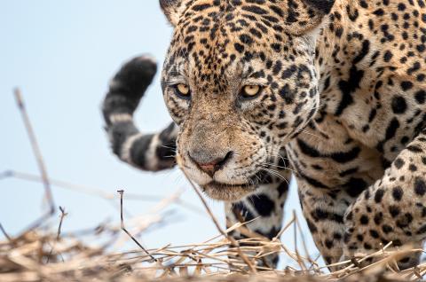 Jaguar Faune du Pantanal