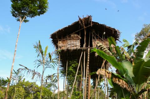 Trekking vers une maison perchée du peuple korowai dans les forêts du sud de la Papua