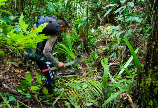 Expédition en territoire Matses dans la jungle péruvienne