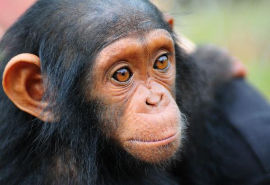 Jeune chimpanzé à Coukouati au Congo