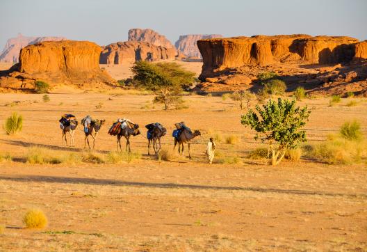 Trek avec un chamelier et ses chameaux dans l'Ennedi