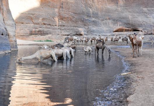 Voyage d'aventure et troupeau de chameaux dans l'Ennedi