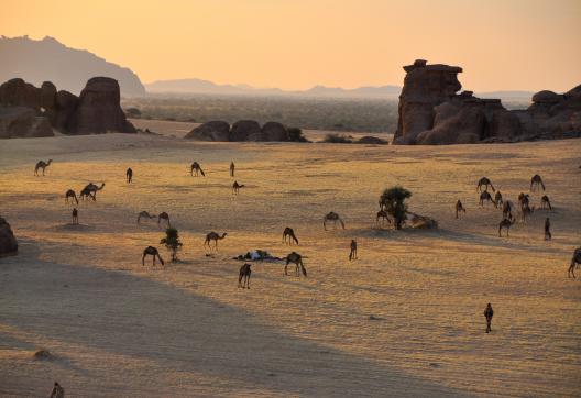 Trek dans une plaine avec des chameaux dans l'Ennedi