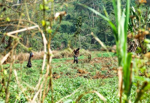 Randonnée et rencontre d'un cultivateur dans les montagnes Akwapim