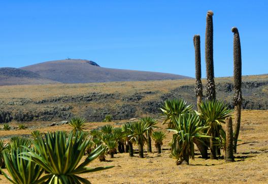 Découverte des lobélies géantes du pays Amhara