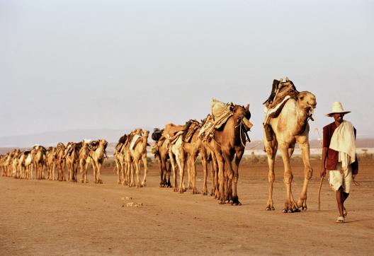 Randonnée avec une caravane chamelière dans le Dallol au Danakil