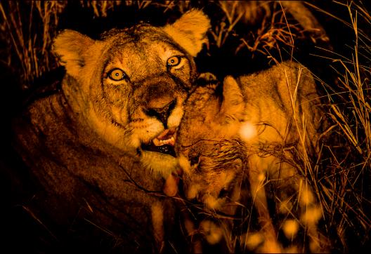 Aventure avec une lionne et son lionceau en Afrique australe