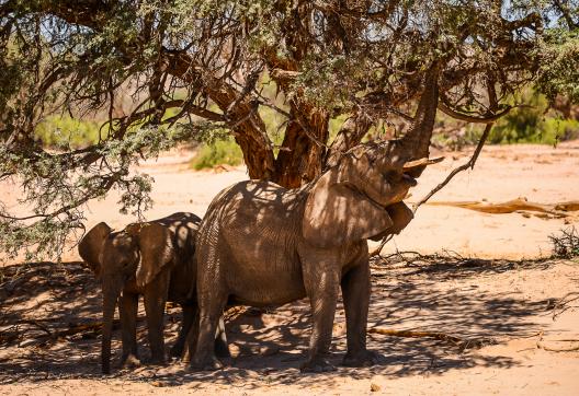 Contemplation du repas des éléphants dans les rivières éphémères de nord namibien