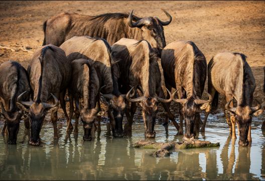 Découverte des gnous s'abreuvant dans les savanes d'Afrique