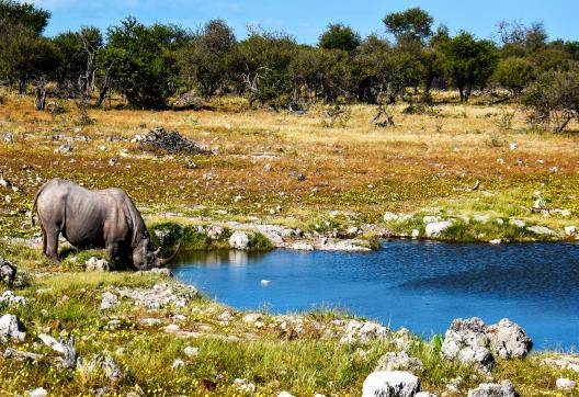 Exploration avec le rhinocéros blanc d'Étosha