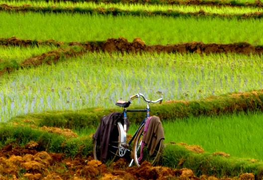 Marche sur le bord d'une rizière sur les hauts-plateaux