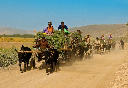 Découverte aventure avec les charette tirée par des  zébus dans la campagne de Tuléar