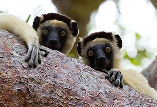 Rencontre avec des lémuriens curieux dans le sud malgache