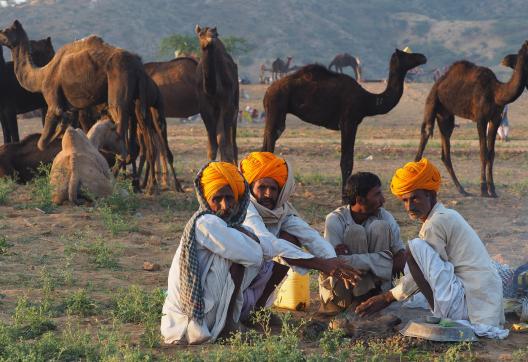 Trek vers des bergers rajpoutes au lever du jour au Rajasthan