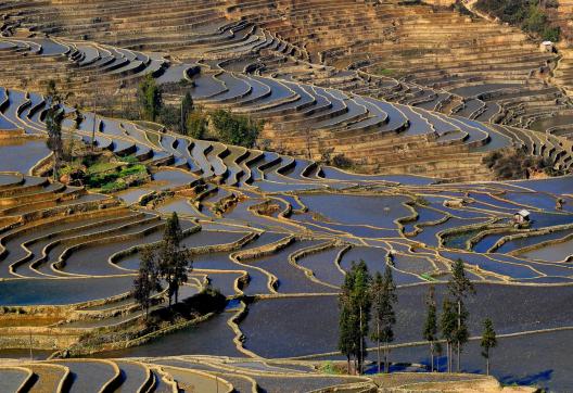 Trekking à travers les rizières en terrasses de la région de Yuanyang