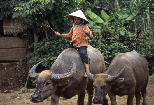 Voyage avec un enfant giay menant ses buffles dans la région de Lai Chau