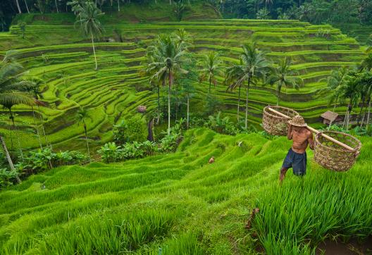 Randonnée à travers des rizières en terrasses à Bali au nord d'Ubud