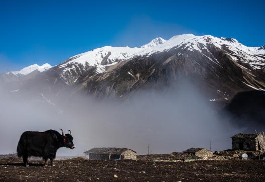 Village de Samdo, tour du Manaslu au Népal