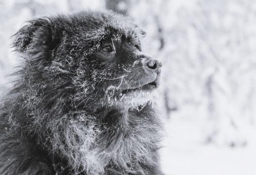 Trekking en traineau et chien de Taïmyr à Inari