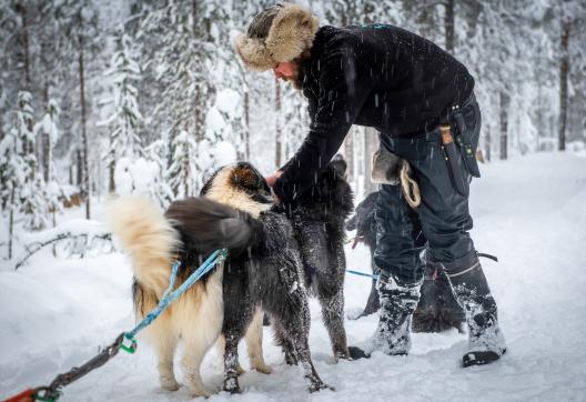 Trekking et traineau à Chien à Inari