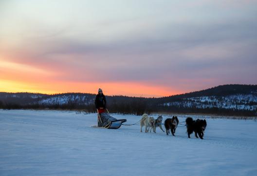 Trekking et raid en traineau à chiens en Laponie