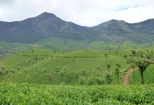 Randonnée à travers les plantations de thé du Kerala dans la région de Munnar