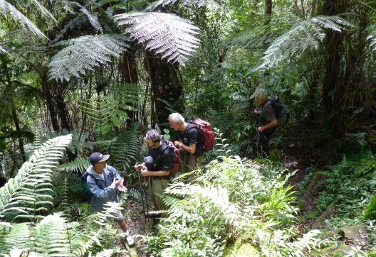 Trekking à travers la jungle du parc Gunung Leuser au nord de Sumatra