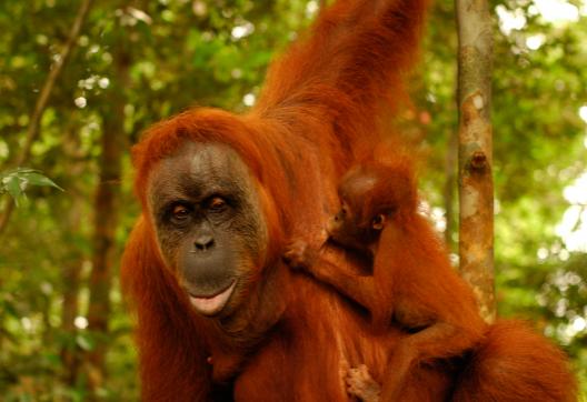 Voyage vers les orangs-outans du parc Gunung Leuser  au nord de Sumatra